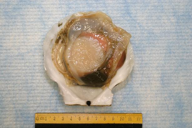 Photo shows a sample of fan scallop collected by the Food and Environmental Hygiene Department (FEHD). Preliminary laboratory tests conducted by FEHD showed that the sample was positive for paralytic shell fish poisoning toxin.