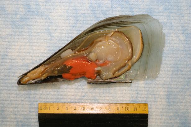 Photo shows a sample of fan scallop collected by the Food and Environmental Hygiene Department (FEHD). Preliminary laboratory tests conducted by FEHD showed that the sample was positive for paralytic shell fish poisoning toxin.