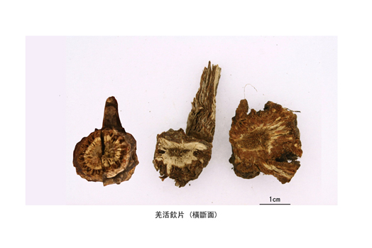 Photo shows a specimen of Rhizoma et Radix Notopterygii.