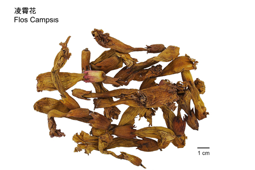 Flos Campsis itself is not toxic. It is indicated for removal of ”blood-heat”, ”blood-stasis” and ”wind”.