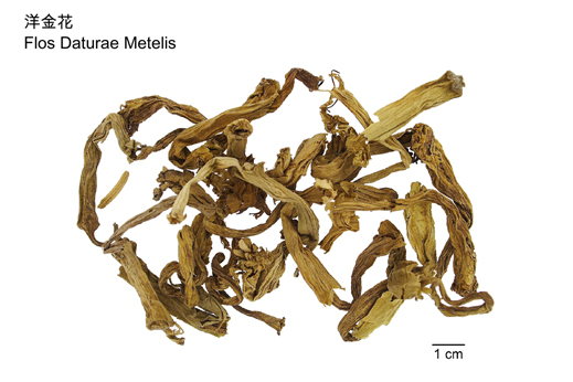 Flos Daturae Metelis, which contains tropane alkaloids, is for relief of cough, alleviation of pain and arrest spasm.