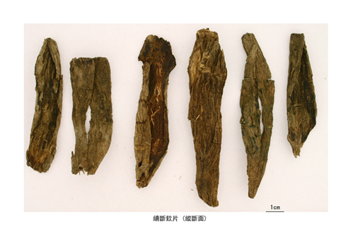 Photo shows a specimen of Radix Dipsaci.