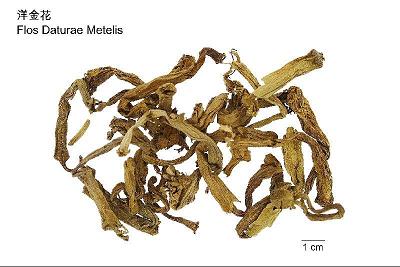 Chinese herb "Flos Daturae Metelis".