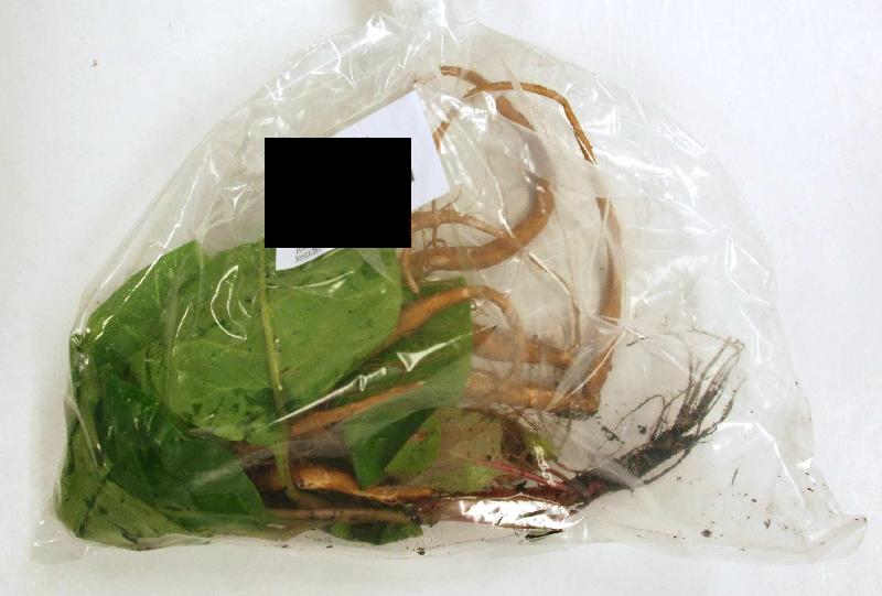 The suspected Phytolacca americana sample provided by the patient.